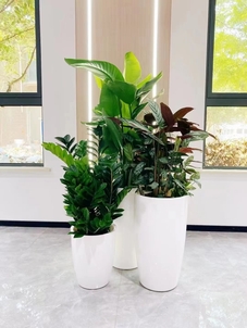 发现镇海绿植租摆价格实惠的宝藏，别错过！><div class=